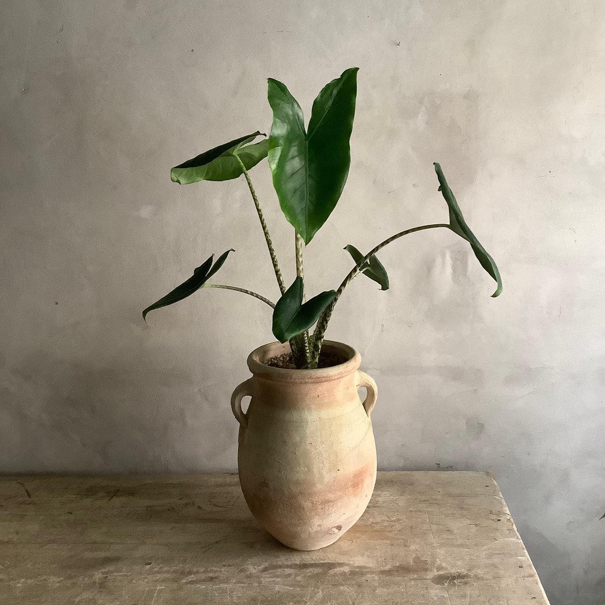 Alocasia Zebrina with Tunisia pot (アロカシア・セブリナ/
