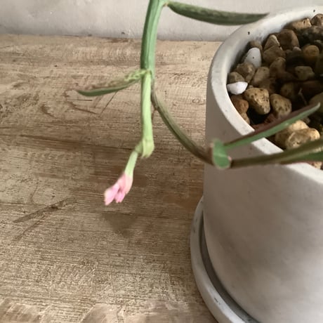 Monadenium Rubella with tube stone pot (チューブストーンポット入りモナデニウム・ルベルム)