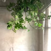 Rhaphidohora tetrasperma (ラフィドフォラ テトラスペルマ )ハンギングタイプ大　モンステラ・ミニマ