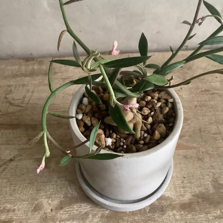 Monadenium Rubella with tube stone pot (チューブストーンポット入りモナデニウム・ルベルム)