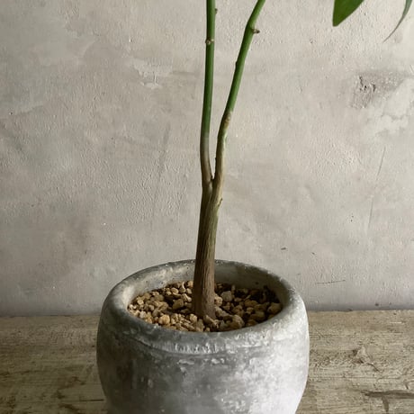 2024 Baby skinny pachira  in moon pot type V(スキニーシリーズ・スキニーパキラベビー)Vタイプ