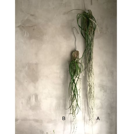 Saidenfadenia mitrata A ”Straight roots"(サイデンファニア・ミトラタ"ストレート")