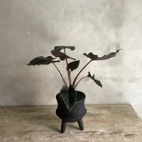 Alocasia Antoro Velvet with with Legs Woodpot (アロカシア・アントロヴェルヴェット/脚付ウッドポットつき)