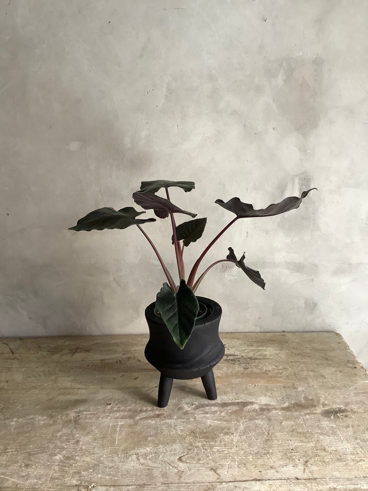 Alocasia Antoro Velvet with with Legs Woodpot (