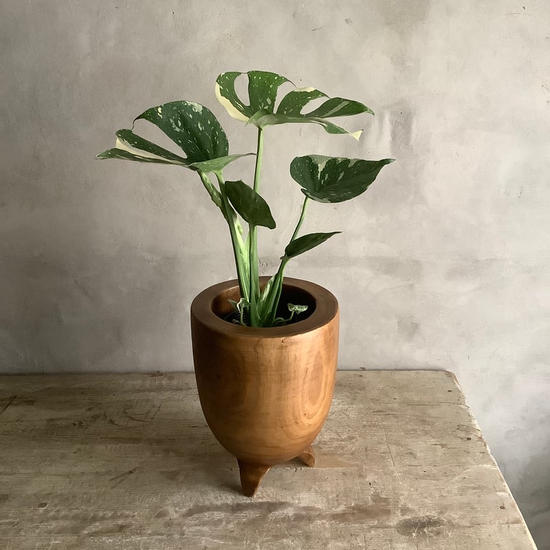 Monstera variegata with Acacia wood Planter cov