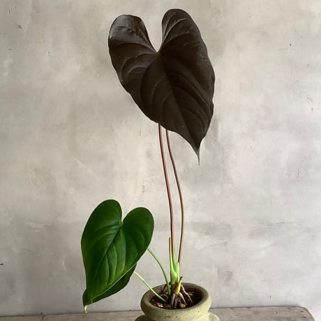Anthurium "Rom's red with Tunisia pot size S (アンスリウム・ロムズレッド/チュニジアポット付き Sサイズ )