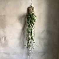 Saidenfadenia mitrata B ”Curly roots"(サイデンファニア・ミトラタ"カーリー")