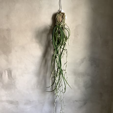 Saidenfadenia mitrata B ”Curly roots"(サイデンファニア・ミトラタ"カーリー")