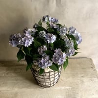 Hydrangea"Malulu" with Wire Busket(ワイアーバスケット付き山紫陽花マルルー)