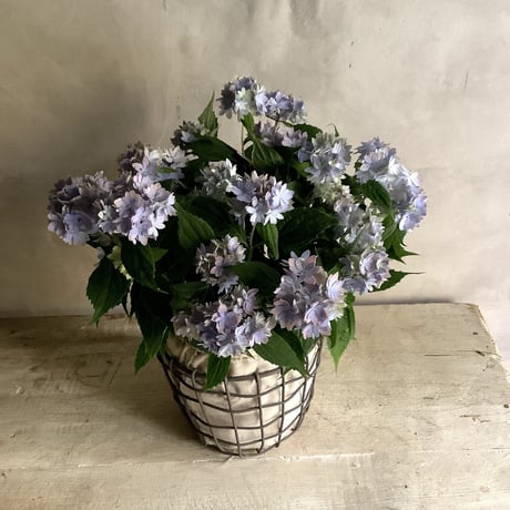 Hydrangea"Malulu" with Wire Busket(ワイアーバスケット付き山紫陽花マルルー)