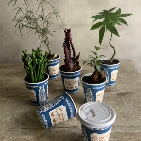 Adenium arabicum in NYC Coffee cup (NYCコーヒーカップシリーズ・アデニウム・アラビカム)
