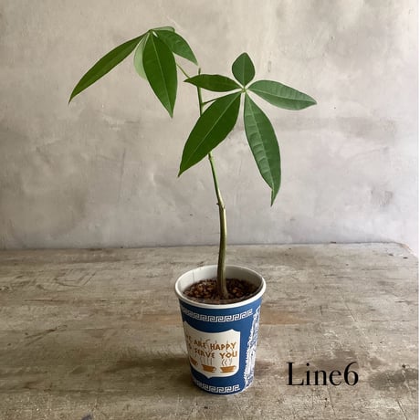 Baby skinny pachira in NYC Coffee cup ”4・5・6 lines” (NYCコーヒーカップシリーズ ベビースキニーパキラ) 3タイプ