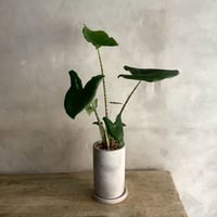 Alocasia Zebrina  with chimney pot (アロカシア・セブリナ/チムニーポット付き)