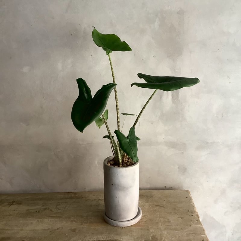 Alocasia Zebrina with chimney pot (アロカシア・セブリナ/