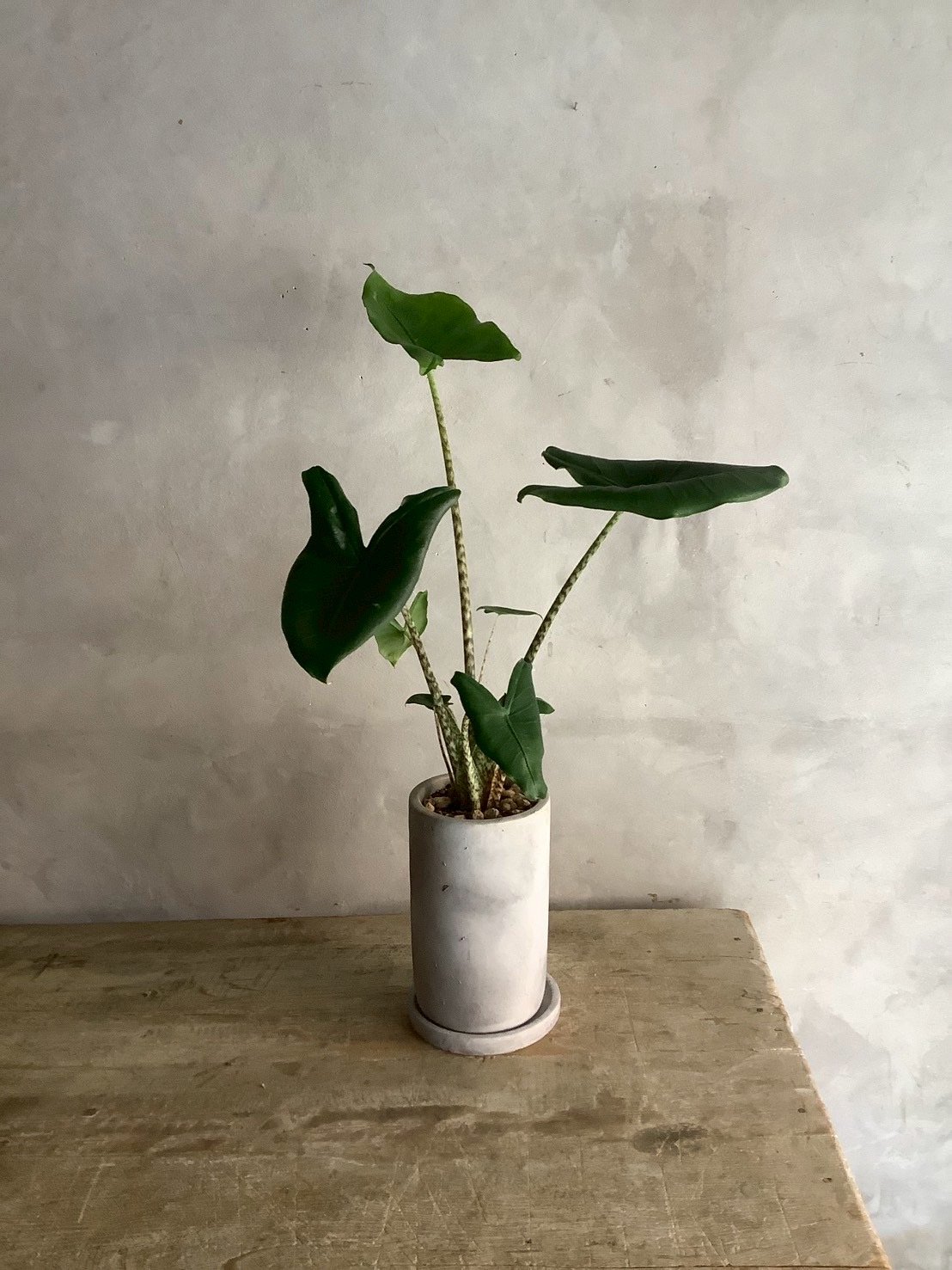 Alocasia Zebrina with chimney pot (アロカシア・セブリナ/