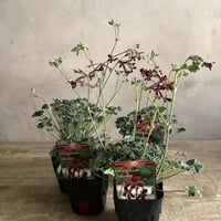 Pelargonium Sidoides (ペラルゴニウム・シドイデス３個セット）