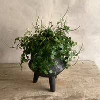Peperomia ？？？with "Black" Legs wood pot ( ペペロミア？？？ ブラック脚付ウッドポットつき）