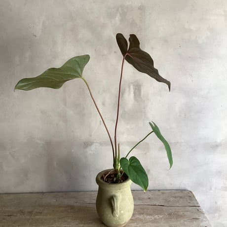 Anthurium "Rom's red with Tunisia pot size S (アンスリウム・ロムズレッド/チュニジアポット付き Sサイズ )