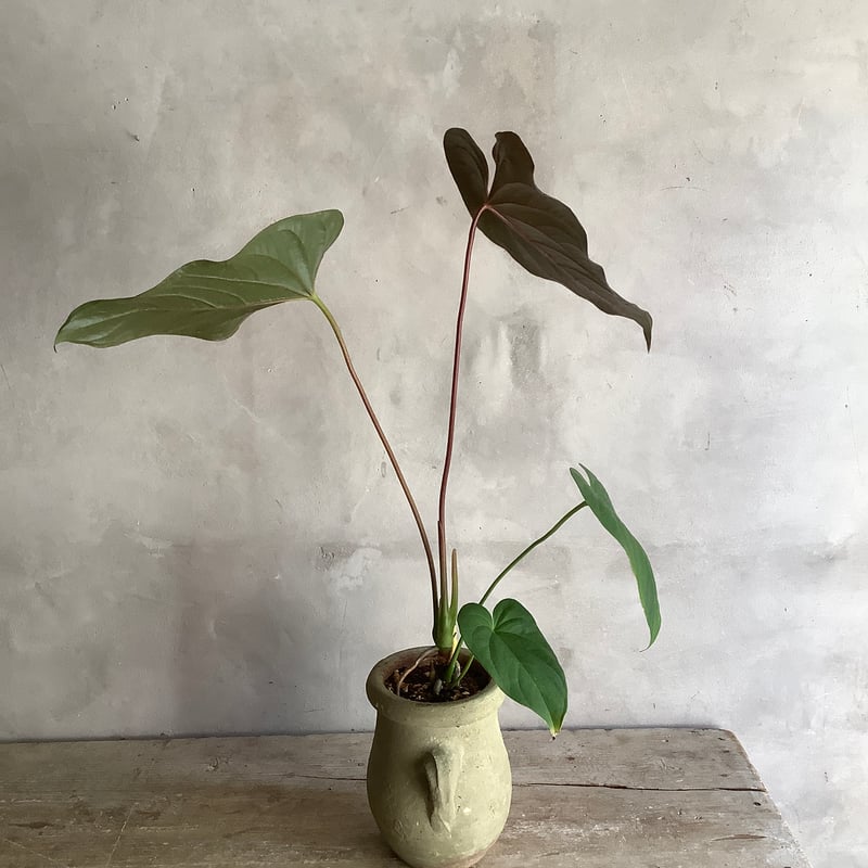 148 ワロクアーナムエスメラレルダ アンスリウム Anthurium 109