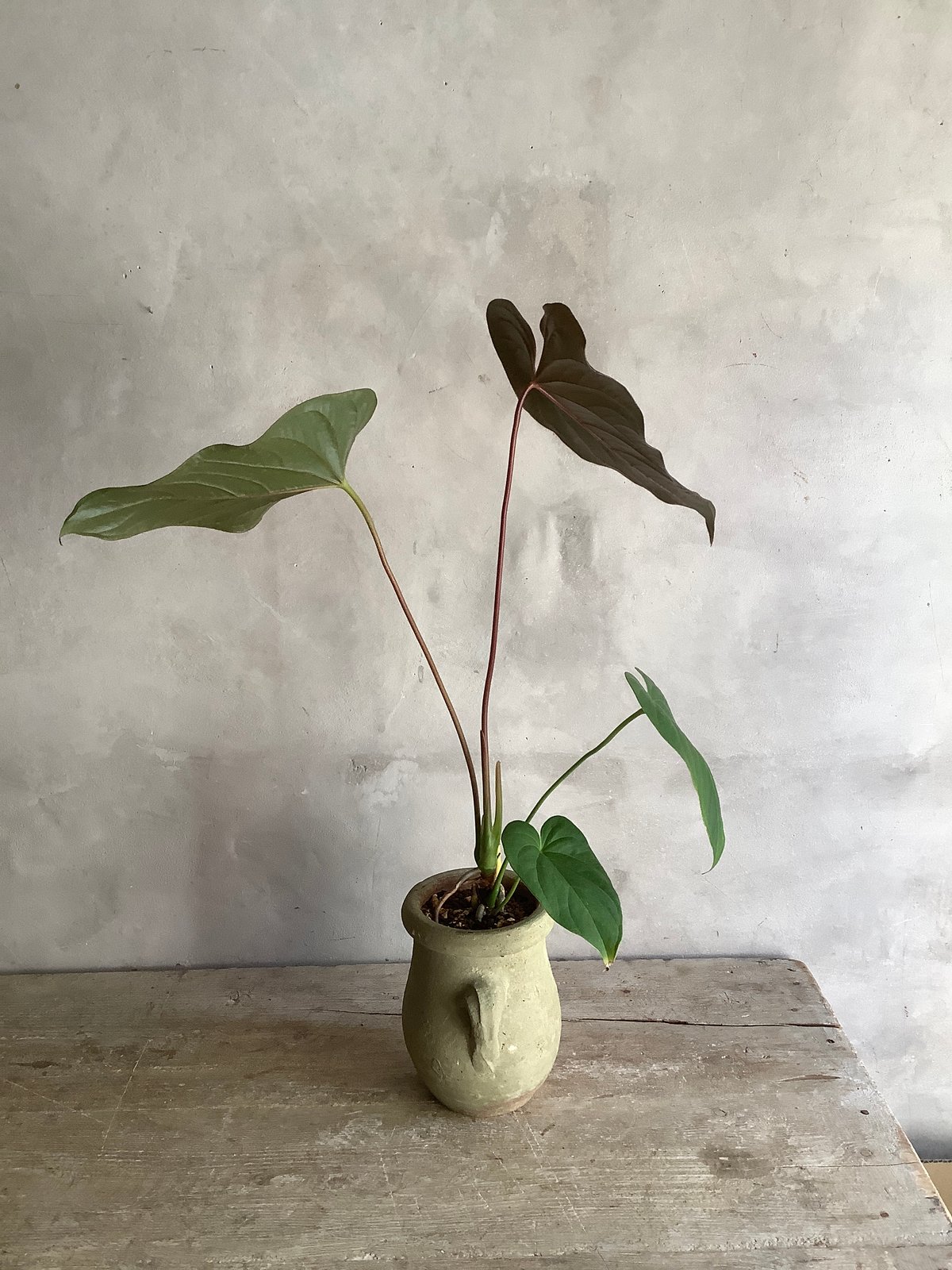 Anthurium 