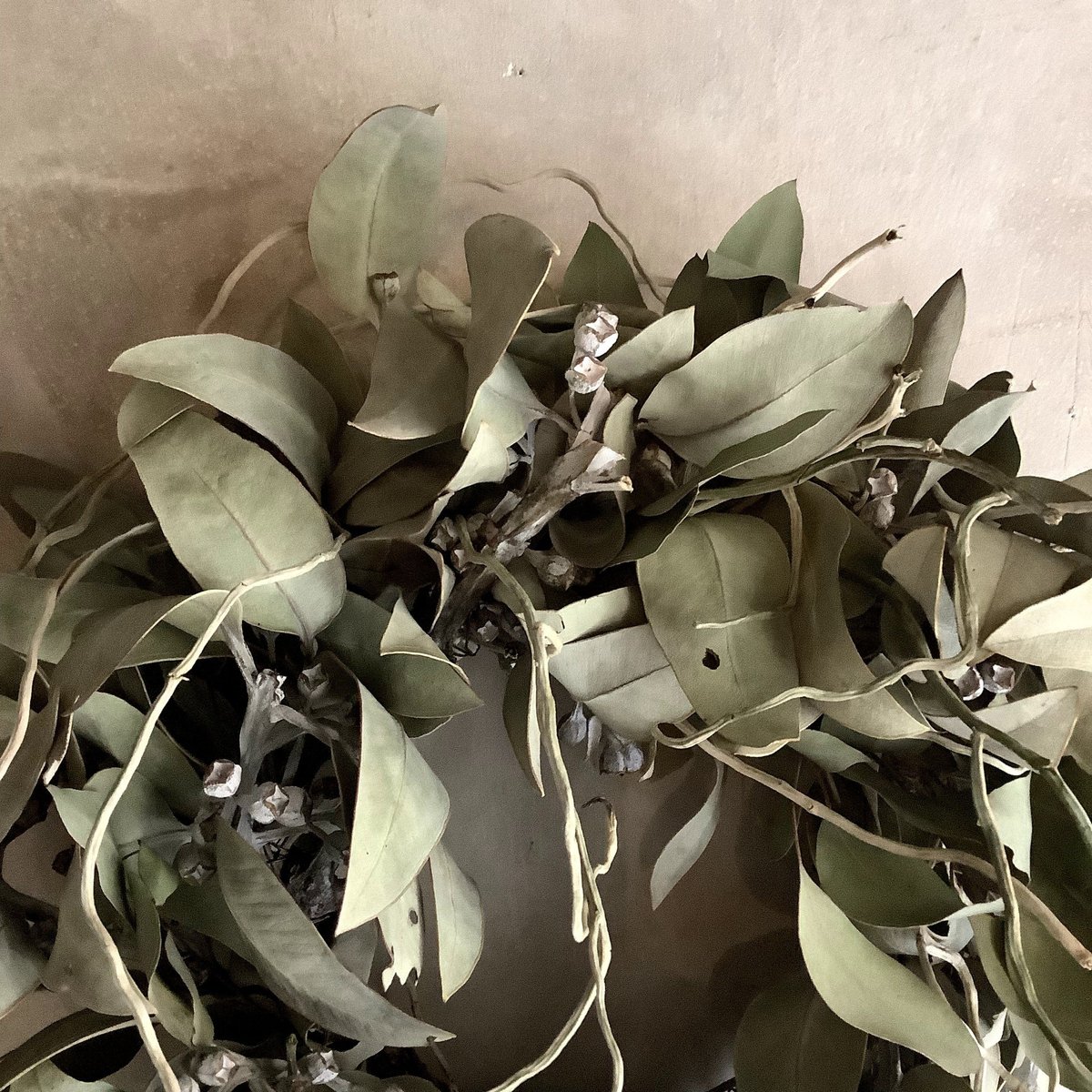 Eucalyptus tetragona Wreath(ユーカリ・テトラゴナのリース) | b
