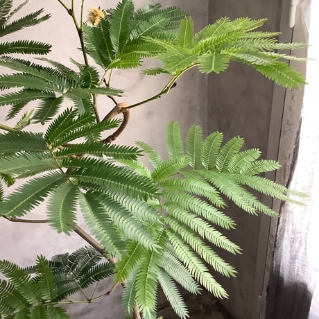 "Everfresh" Pithecellobium midsize ("エバーフレッシュ"ピテケロビウム)
