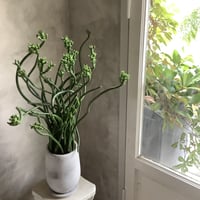 Euphorbia tirucalli {(ユーフォルビア・タイレカーリィ) ミルクブッシュ}