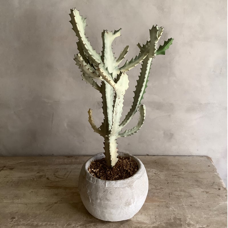 2024 Euphorbia White Ghost typeB(ユーフォルビア・ホワイト 2024 Euphorbia White Ghost typeB(ユーフォルビア・ホワイト