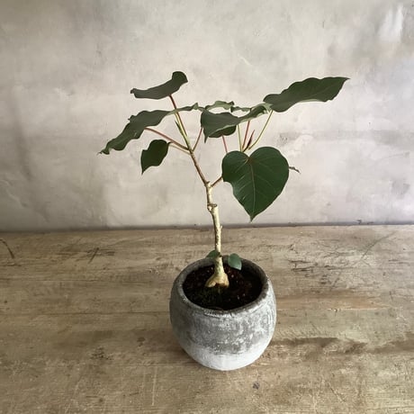 2024 Ficus petiolaris with Moonstone pot (フィカス ペティオラリス )