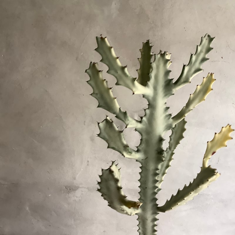 2025 Euphorbia White Ghost (ユーフォルビア・ホワイトゴースト) |