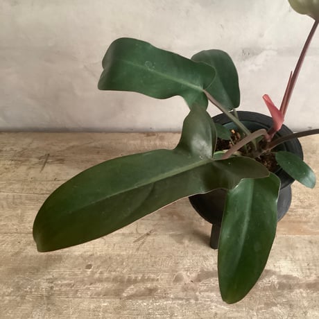 Philodendron Sayaka with with Legs Woodpot (フィロデンドロン・サヤカ/脚付ウッドポットつき)