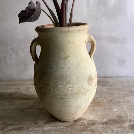 Alocasia Antoro Velvet with Tunisia pot(アロカシア・アントロヴェルヴェット/チュニジアポット付き)