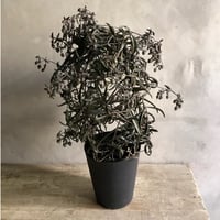 Kalanchoe beauverdii (カランコエ ボーヴェルディ )