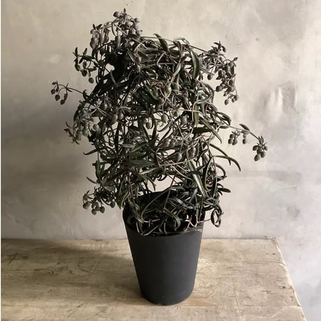 Kalanchoe beauverdii (カランコエ ボーヴェルディ )