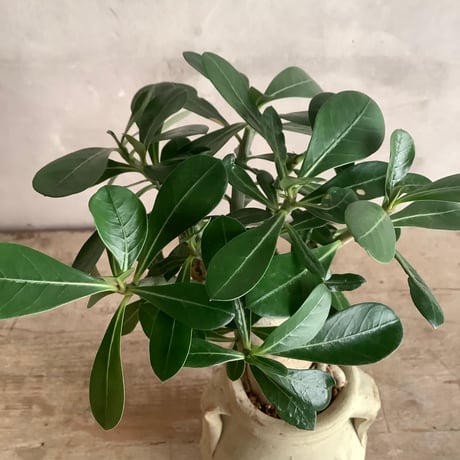 Adenium arabicum with Tunisia pot  (チュニジアポットシリーズ・アデニウム・アラビカム )
