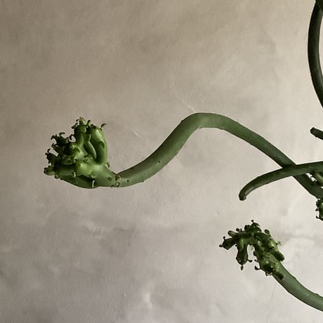 Euphorbia tirucalli {(ユーフォルビア・タイレカーリィ) ミルクブッシュ}