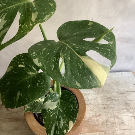 Monstera variegata with Acacia wood Planter cover (モンステラ・バリエガータ/アカシア木製 鉢カバー付き)