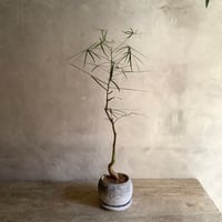 ”Queensland bottle tree in moonstone pot (”ボトルツリー・ブラキキトン”ムーンポット付き)