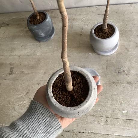 Skinny pachira in moon pot(スキニーパキラムーンポット)
