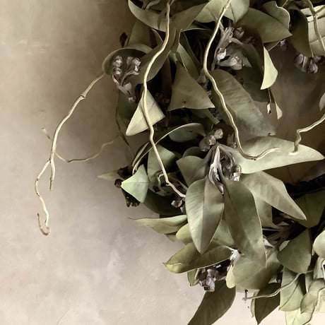 Eucalyptus tetragona Wreath(ユーカリ・テトラゴナのリース)