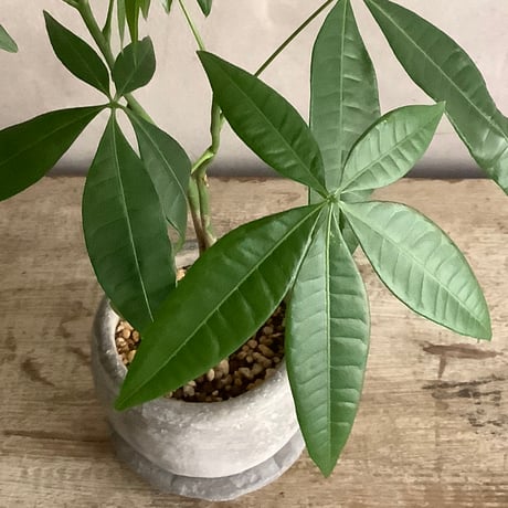 2024 Baby skinny pachira  in moon pot type V(スキニーシリーズ・スキニーパキラベビー)Vタイプ
