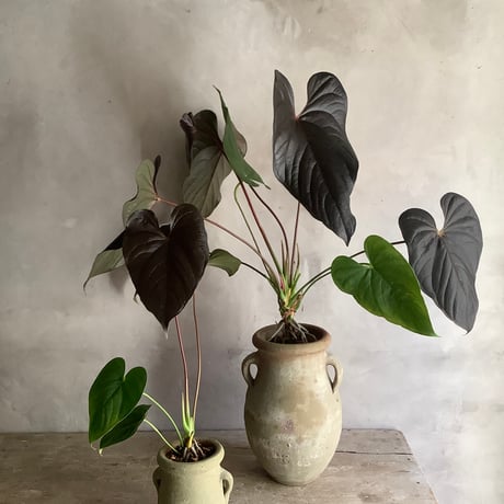 Anthurium "Rom's red with Tunisia pot size S (アンスリウム・ロムズレッド/チュニジアポット付き Sサイズ )