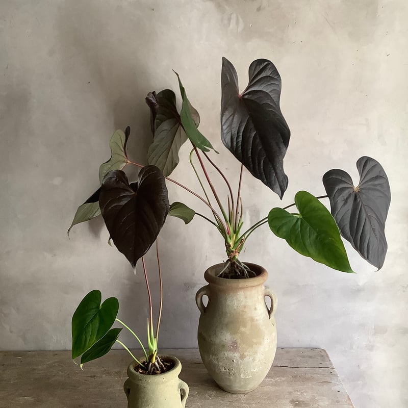 Anthurium 