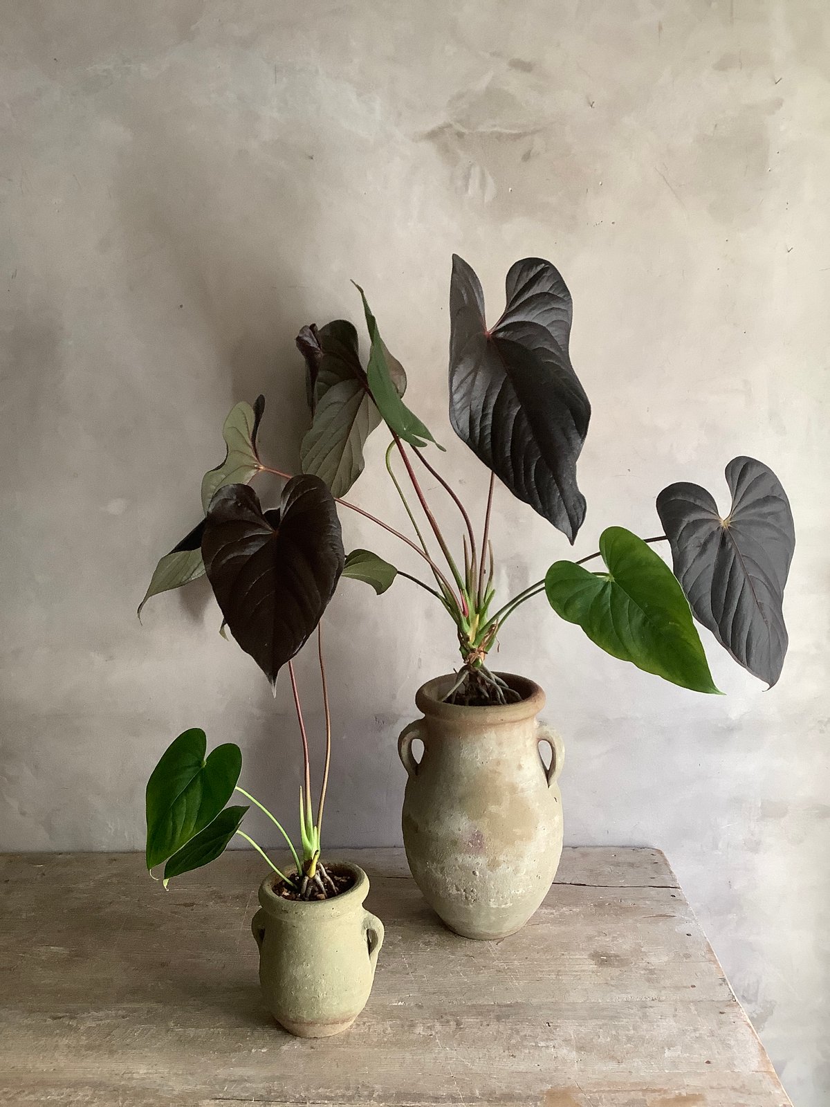 Anthurium 