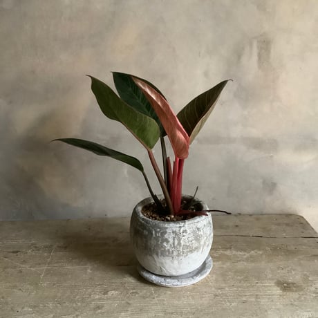 Philodendron Pinkbirkin in moon stone pot (ムーンストーンポット入りフィロデンドロン ピンクバーキン )