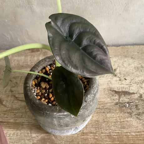Alocasia Cuprea black with moon stone pot (ムーンストーンポット入りアロカシアキュプレア ブラック)