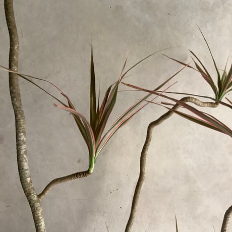 Dracaena marginata "Rainbow"(ドラセナ・マルギナータレインボー)