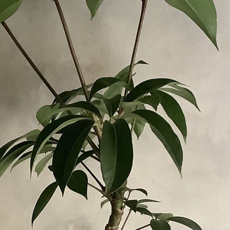 Schefflera pueckleri Tupidanthus (ワイアーバスケット付シェフレラ・ツピタンサス)