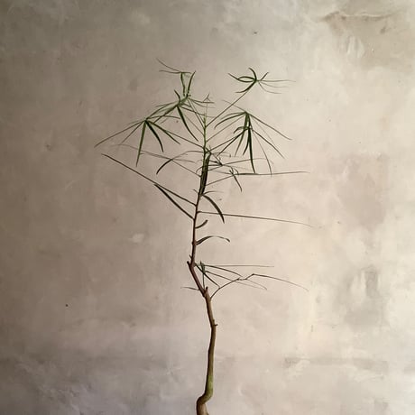 ”Queensland bottle tree in moonstone pot (”ボトルツリー・ブラキキトン”ムーンポット付き)