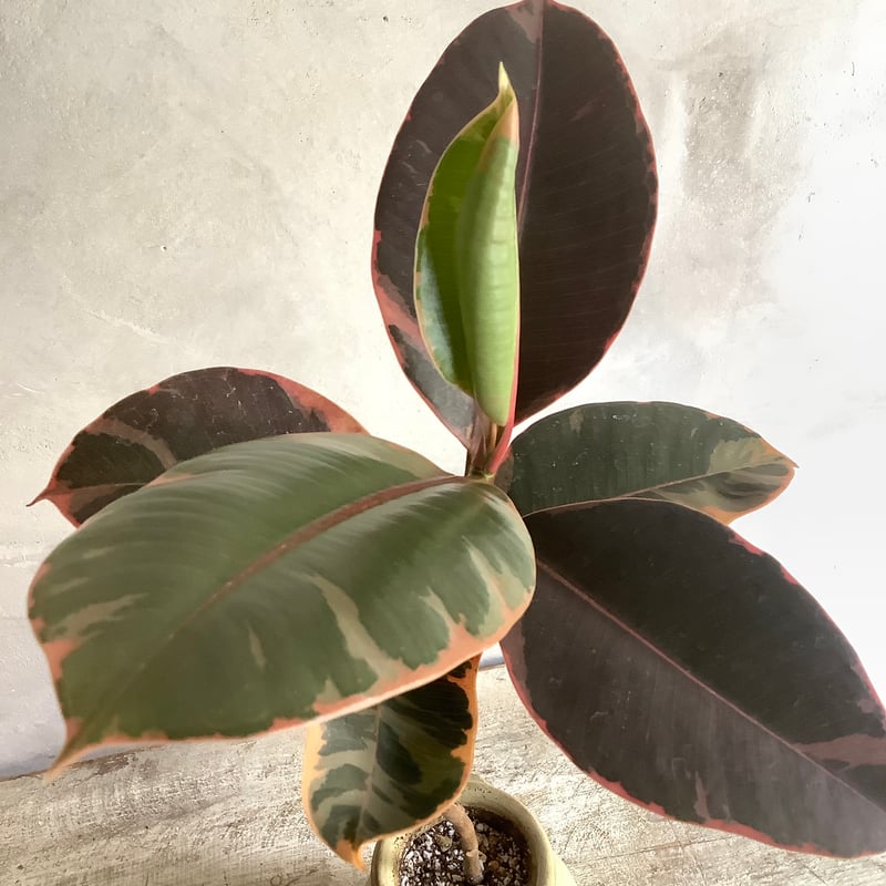 Ficus elastica ruby with Tunisia pot (チュニジアポット付